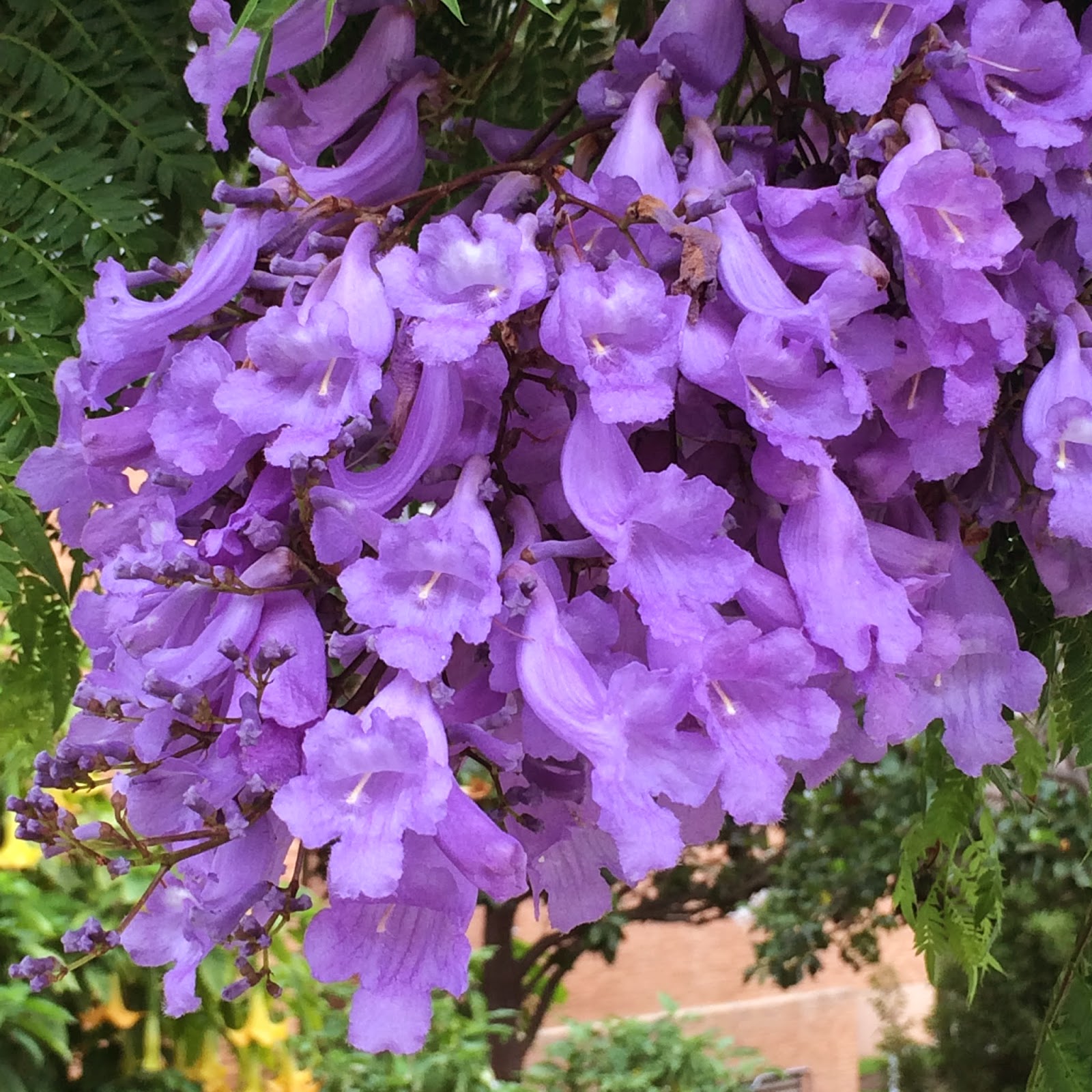 Trees of Santa Cruz County: Jacaranda mimosifolia - Jacaranda